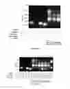 Fig. 08 - Modified guide RNAs, CRISPR-ribonucleotprotein complexes and methods of use