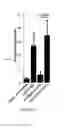 Fig. 17 - Modified guide RNAs, CRISPR-ribonucleotprotein complexes and methods of use