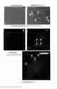 Fig. 19 - Modified guide RNAs, CRISPR-ribonucleotprotein complexes and methods of use