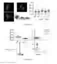 Fig. 28 - Modified guide RNAs, CRISPR-ribonucleotprotein complexes and methods of use