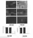Fig. 07 - THERAPEUTIC AND DIAGNOSTIC MOLECULES