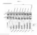 Fig. 46 - Targeted augmentation of nuclear gene output