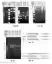 Fig. 04 - METHODS AND COMPOSITIONS FOR CLONING INTO LARGE VECTORS