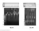 Fig. 07 - METHODS AND COMPOSITIONS FOR CLONING INTO LARGE VECTORS