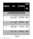 Fig. 11 - METHODS AND COMPOSITIONS FOR CLONING INTO LARGE VECTORS