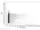 Fig. 01 - Promoters from 