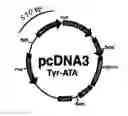 Fig. 01 - Recombinant protein production