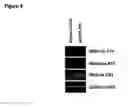 Fig. 04 - Recombinant protein production