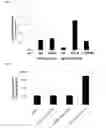 Fig. 04 - Recombinant expression vector and lipid membrane structure having said vector encapsulated therein