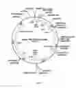 Fig. 10 - AAV-ANTI PCSK9 ANTIBODY CONSTRUCTS AND USES THEREOF