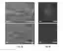 Fig. 10 - Reporter system for detecting and targeting activated cells