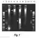 Fig. 02 - Stabilizing compositions and methods for extraction of ribonucleic acid