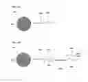 Fig. 07 - Compositions and methods for sample processing