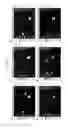 Fig. 28 - Primers and kits for colony multiplex PCR for the detection of class A, B, C, and D beta-lactamase genes and methods of using thereof