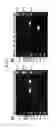 Fig. 35 - Primers and kits for colony multiplex PCR for the detection of class A, B, C, and D beta-lactamase genes and methods of using thereof