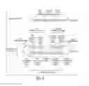 Fig. 07 - COMPOSITIONS OF TOEHOLD PRIMER DUPLEXES AND METHODS OF USE