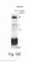 Fig. 22 - COMPOSITIONS OF TOEHOLD PRIMER DUPLEXES AND METHODS OF USE