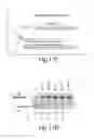 Fig. 24 - COMPOSITIONS OF TOEHOLD PRIMER DUPLEXES AND METHODS OF USE