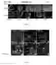 Fig. 09 - SYSTEMS AND METHODS TO DETECT STEM CELL STRESS AND USES THEREOF