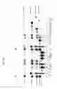 Fig. 12 - Glycosyl hydrolase xylanases, compositions and methods of use for efficient hydrolysis and processing of xylan