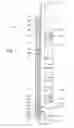 Fig. 02 - Downhole assembly for selectively sealing off a wellbore