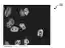 Fig. 01 - Searching trees: live time-lapse cell-cycle progression modeling and analysis