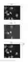 Fig. 02 - Searching trees: live time-lapse cell-cycle progression modeling and analysis