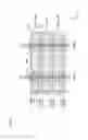 Fig. 17 - Semiconductor storage device including memory cells, word driver, dummy word driver