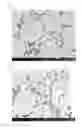 Fig. 04 - Positive active material for lithium secondary battery, method for producing precursor of positive active material, method for producing positive active material, positive electrode for lithium secondary battery, and lithium secondary battery