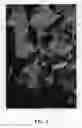 Fig. 02 - Blackberry plant named 'Eclipse'