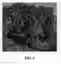 Fig. 05 - Blackberry plant named 'Eclipse'