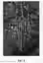 Fig. 06 - Blackberry plant named 'Eclipse'