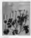 Fig. 01 - Ranunculus plant named 'Absirlpin'