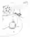 Fig. 09 - Draper Head with Multipart Screw Conveyor