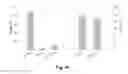 Fig. 18 - Silica particles functionalized and loaded with fungicidal agents, their manufacture and their use as systems of targeted and controlled release of fungicides