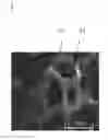 Fig. 01 - Ceramic material having a positive slow release effect, method for manufacturing the same, and system comprising the same