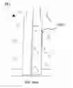 Fig. 83 - METHOD OF FORMING A CUSTOM-FITTED SINGLE SEAM STRETCHABLE FABRIC SKIRT
