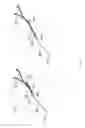 Fig. 03 - Suction tool with integrated optical probe and use thereof