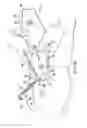 Fig. 12 - Dual end bellow prosthesis insertion device