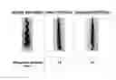 Fig. 01 - Composition and process for shaping or altering the shape of hair
