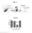 Fig. 02 - METHODS OF DELIVERING OLIGONUCLEOTIDES TO IMMUNE CELLS