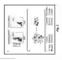 Fig. 03 - High affinity T cell receptors and uses thereof