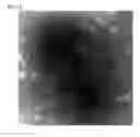 Fig. 02 - bacteriophage Pas-MUP-1 and use thereof for inhibiting proliferation of 