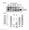 Fig. 02 - Method of Reducing Injury to Mammalian Cells