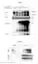 Fig. 02 - MODULATION OF HEPATITIS B VIRUS CCCDNA TRANSCRIPTION