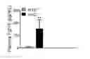 Fig. 01 - Use of FGF19 to increase muscle fiber size