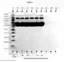 Fig. 02 - Pharmaceutical Compositions