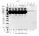 Fig. 03 - Pharmaceutical Compositions