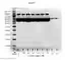 Fig. 05 - Pharmaceutical Compositions