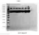 Fig. 06 - Pharmaceutical Compositions